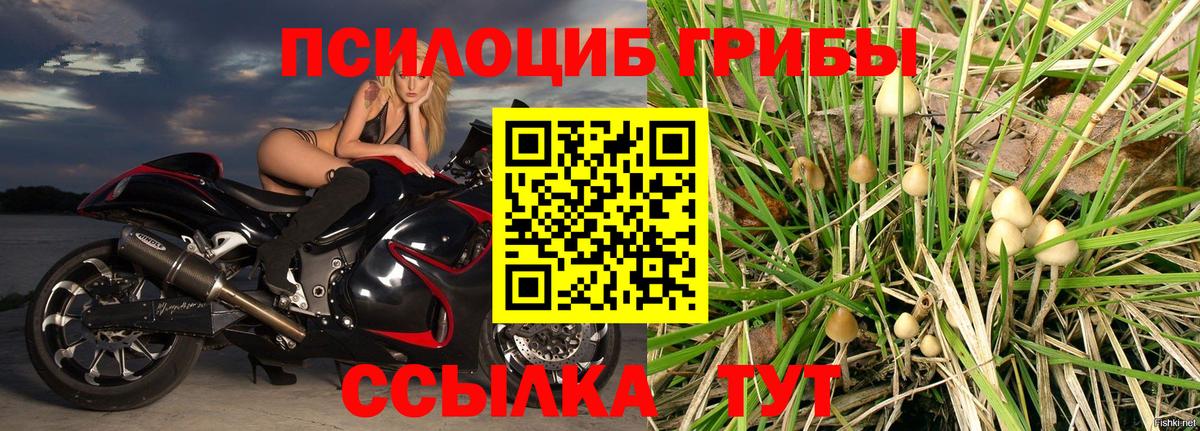 Псилоцибиновые грибы Psilocybine cubensis Коломна